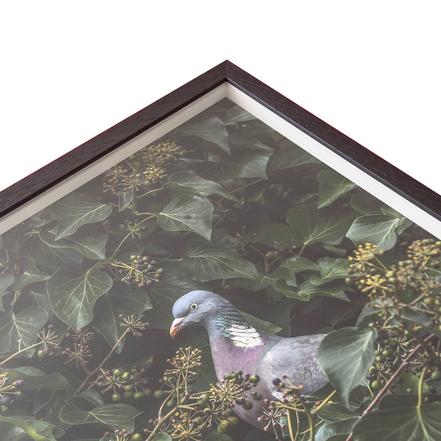 Close-up of the corner of a black shadow box frame showing its depth and construction detail with pigeon artwork inside.