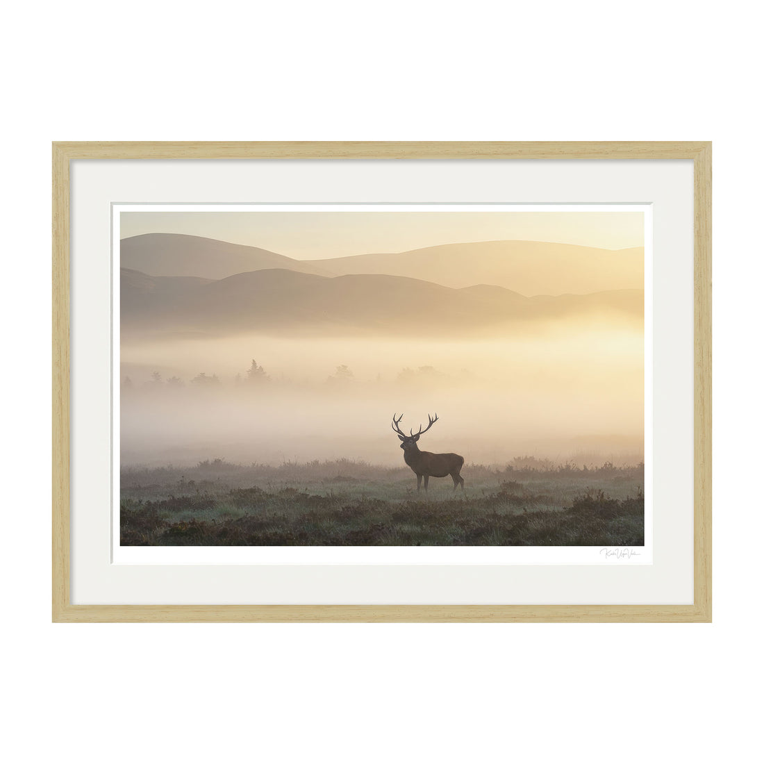 Framed fine art print of a stag in golden morning mist, mounted with white passepartout and light oak frame.