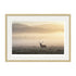 Framed fine art print of a stag in golden morning mist, mounted with white passepartout and light oak frame.