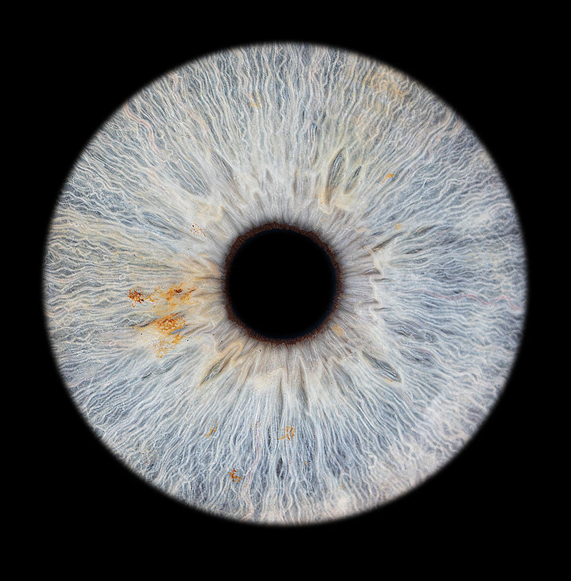 Single iris macro photograph