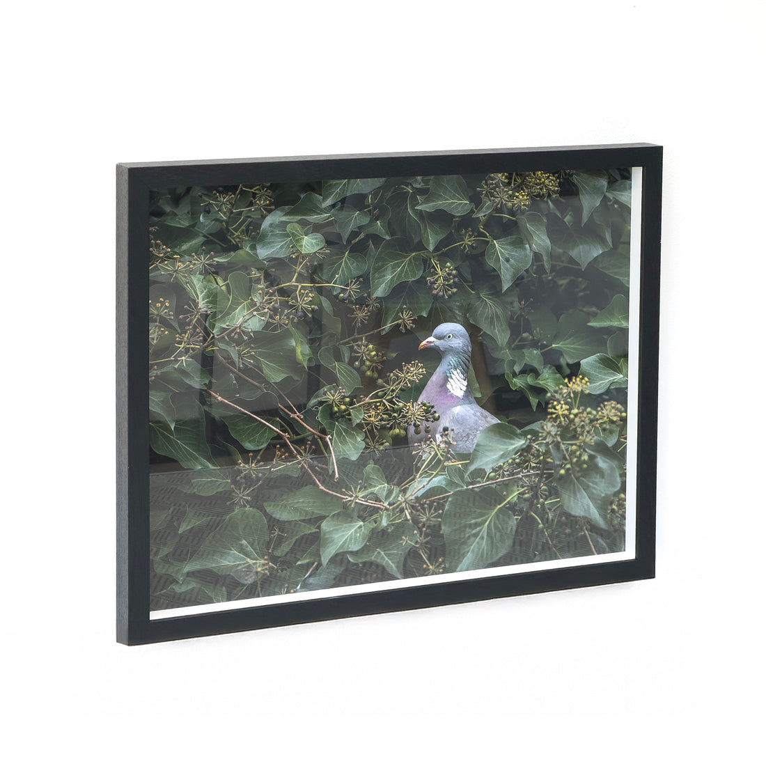 Black shadow box frame displaying a pigeon artwork behind anti-reflective glass, mounted with depth against a white background