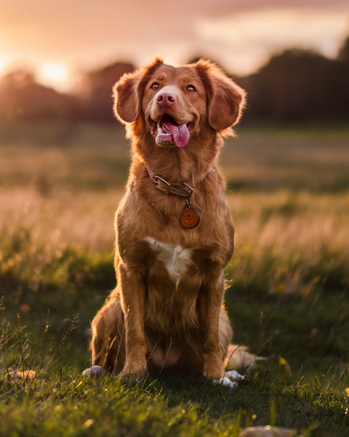 Pet Portrait