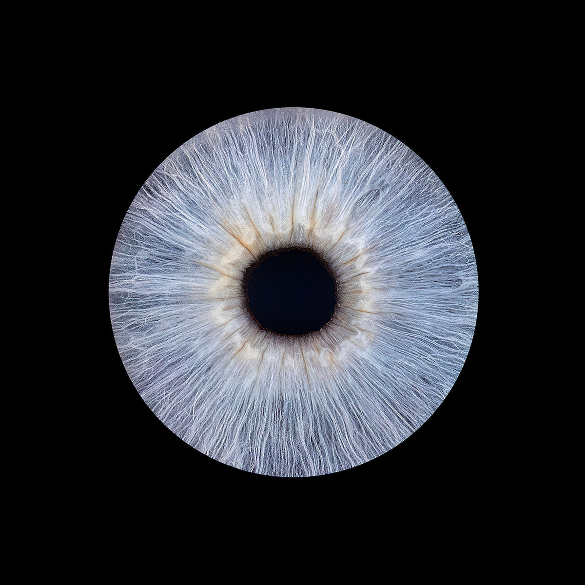 Iris Photography