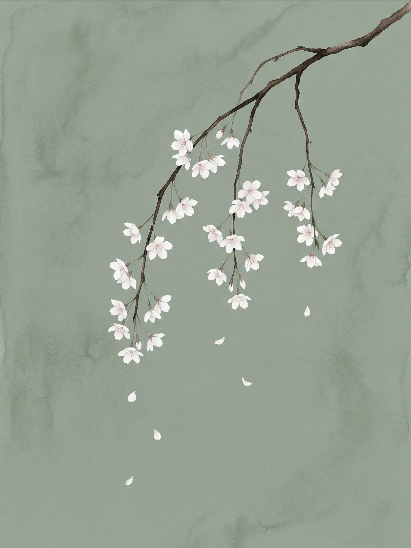 Watercolour of cherry blossom branches cascading downward with white petals falling against a deep sage green wash — Japandi fine art print by SnappyTack