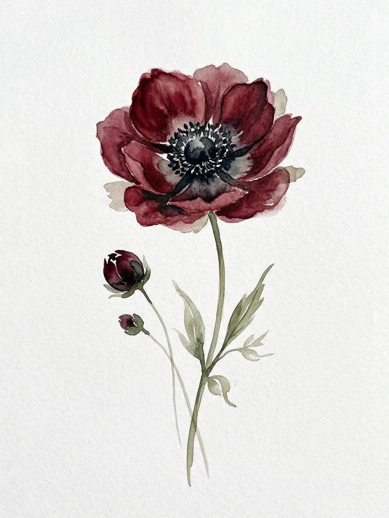 Watercolour of a deep crimson anemone in full bloom with dark centre, two buds and sage green stems on white ground — fine art botanical print by SnappyTack