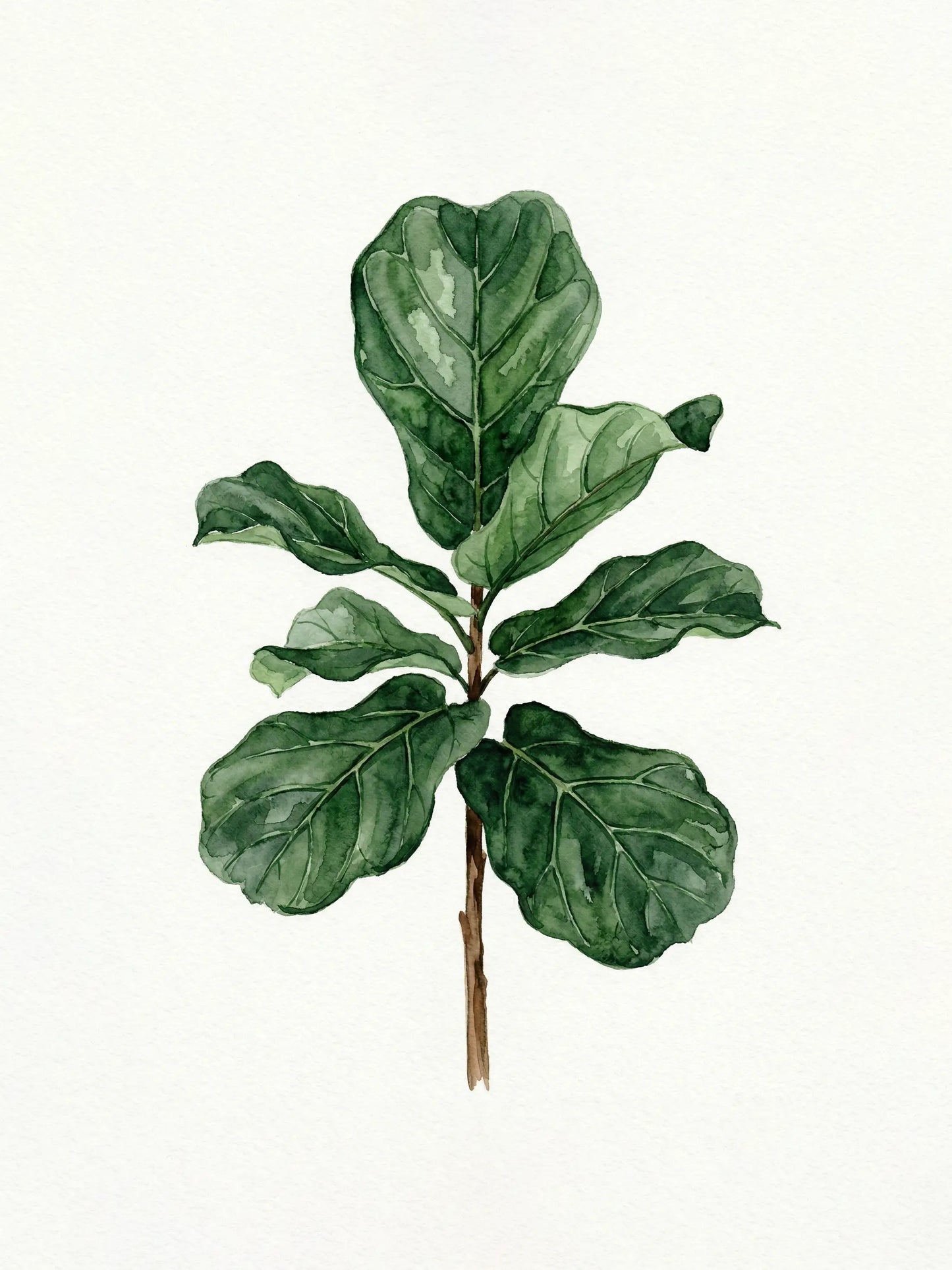 Watercolour painting of a fiddle leaf fig with bold deep green leaves on white ground — fine art botanical print by SnappyTack