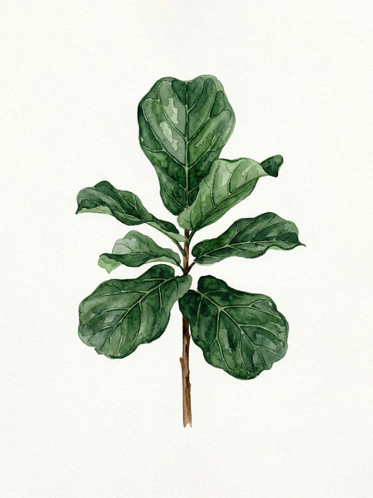 Watercolour painting of a fiddle leaf fig with bold deep green leaves on white ground — fine art botanical print by SnappyTack